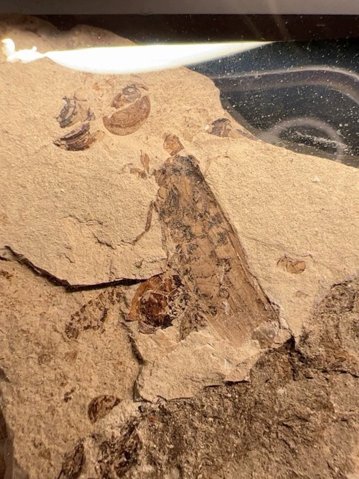 昆蟲 - 動物化石 - Giant bee fossil-Apis miocenica Hong - 65 mm  (沒有保留價)