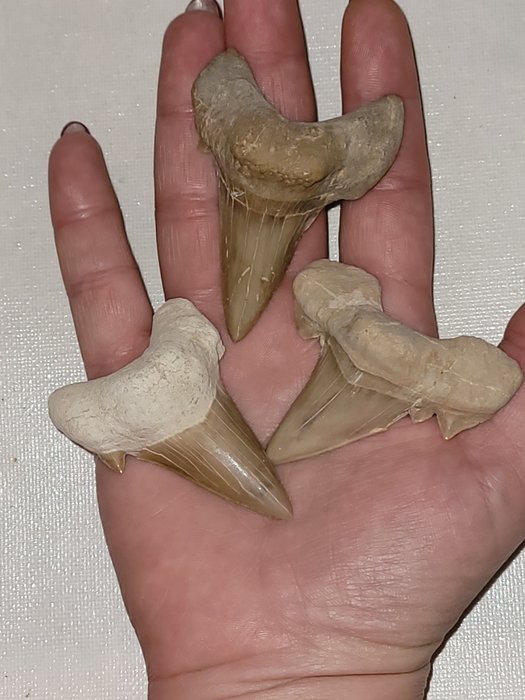 巨齿鲨 - 牙齿化石 - otodus megalodon
