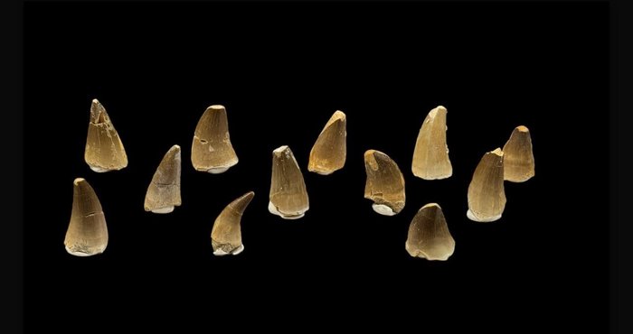 Mosasaurier - Fossila tänder - 3 cm - 2 cm