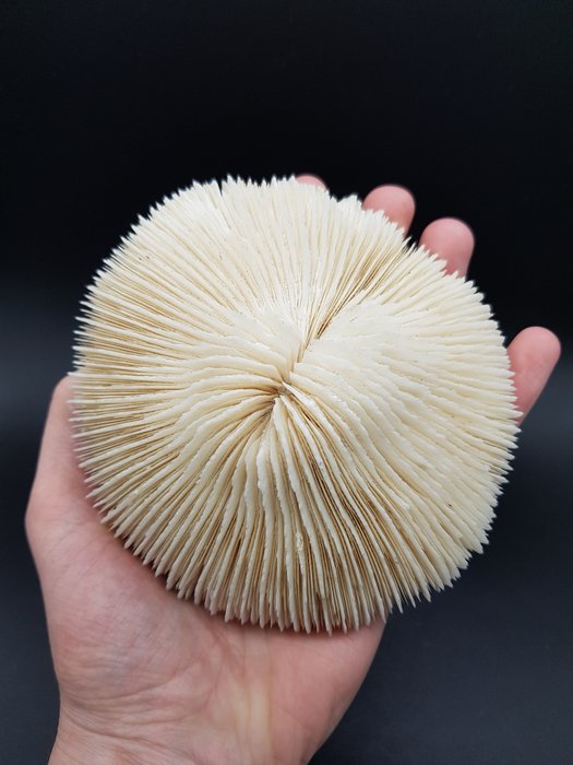 Cogumelo Coral Coral - Fungia scutaria