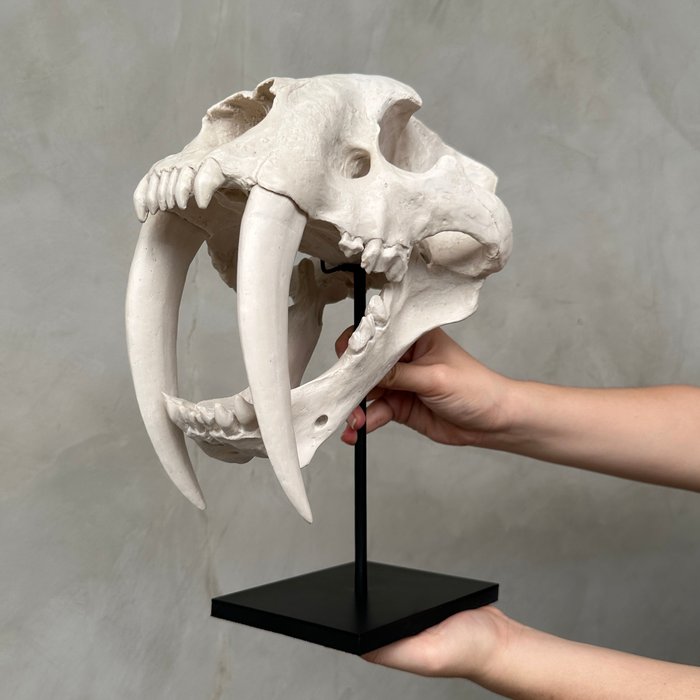Réplica do crânio de dente de sabre em suporte personalizado - qualidade de museu - cor branca Montagem de réplica de taxidermia - Smilodon - 34 cm - 20 cm - 32 cm