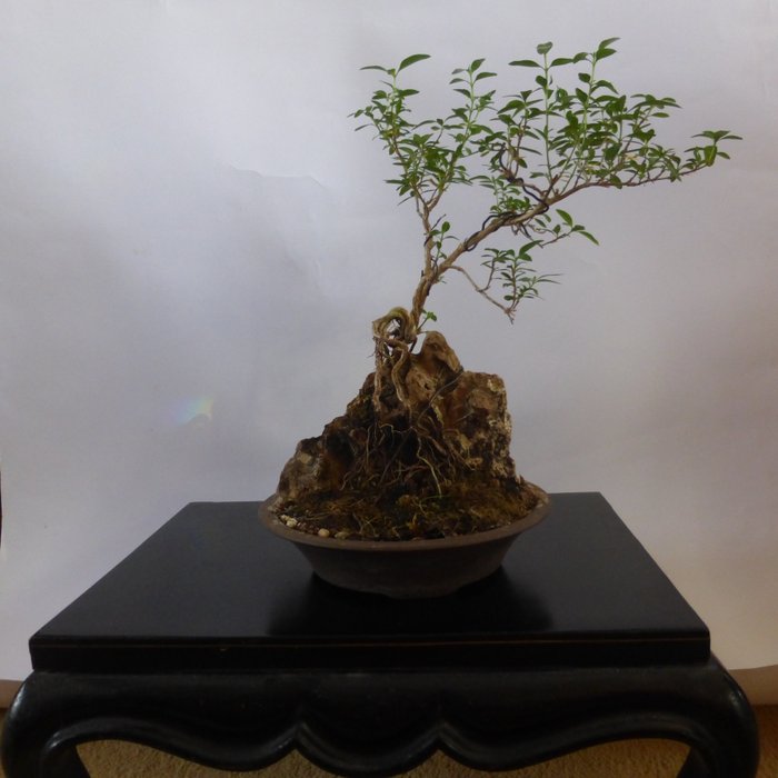 Snow rose bonsai (Serissa foetida) - 高度 (樹): 25 cm - 中國