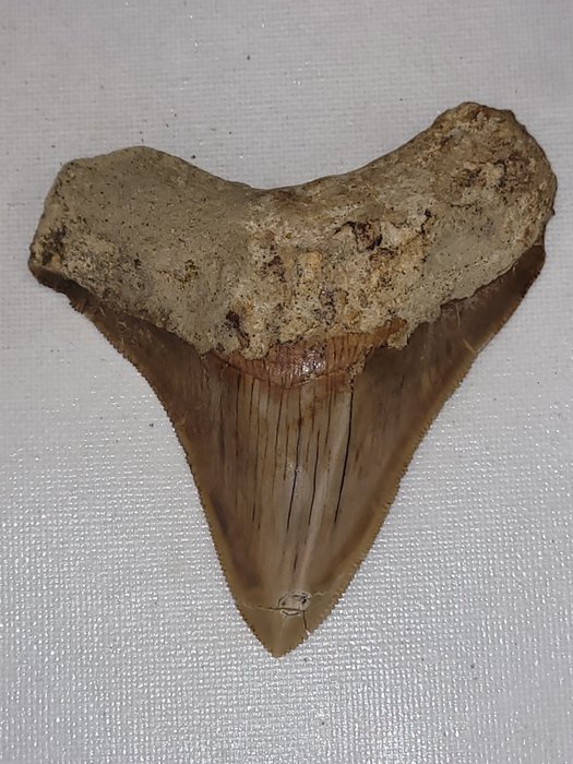 Megalodon - Fossil tand - 9.3 cm - 8.3 cm  (Ingen mindstepris)