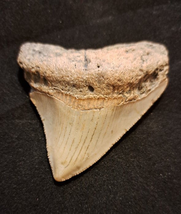 Megalodon - Dinte fosilă - USA MEGALODON TOOTH - 6.7 cm - 5.9 cm