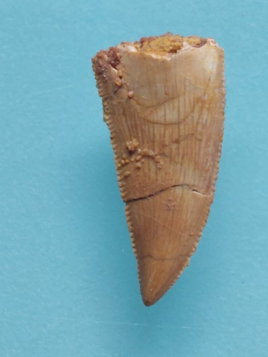 恐龙 - 牙齿化石 - Abelisauridae - 2.4 cm