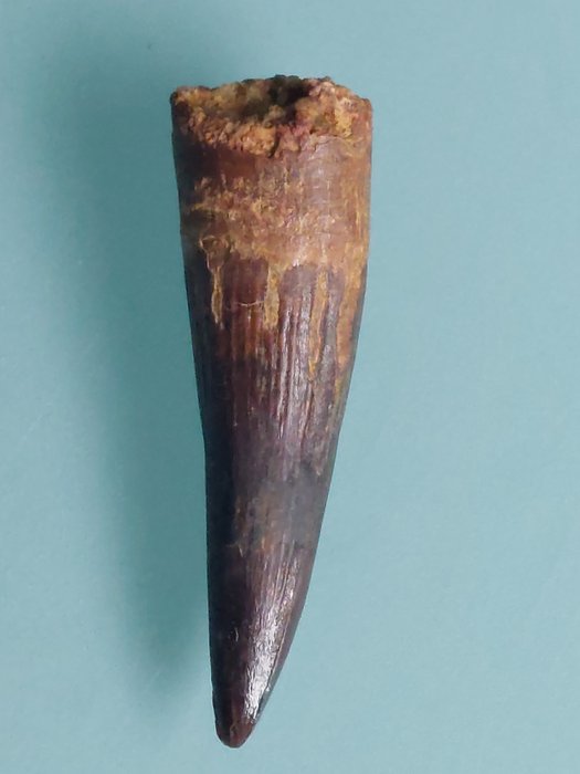 恐龙 - 牙齿化石 - Spinosaurus aegyptiacus - 7.2 cm - 2.2 cm  (没有保留价)