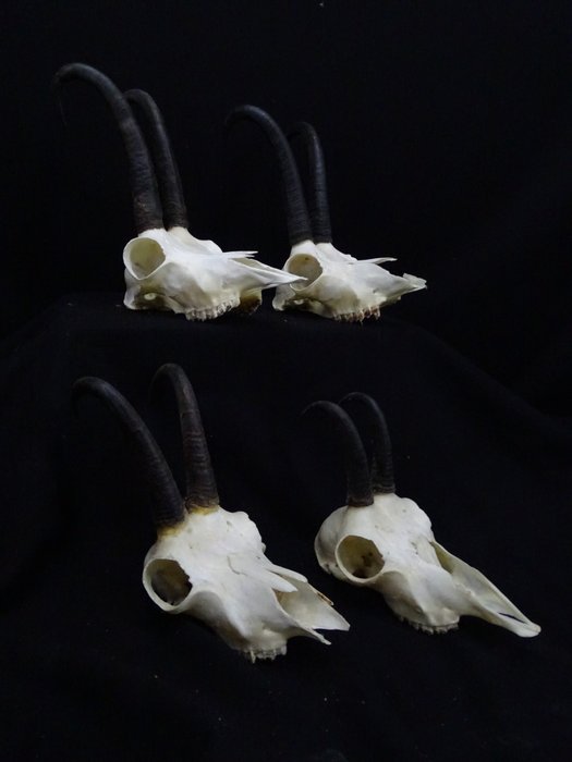 麂皮 - 頭骨 - Rupicapra rupicapra - 0 cm - 0 cm - 0 cm- non-CITES species -  (4)