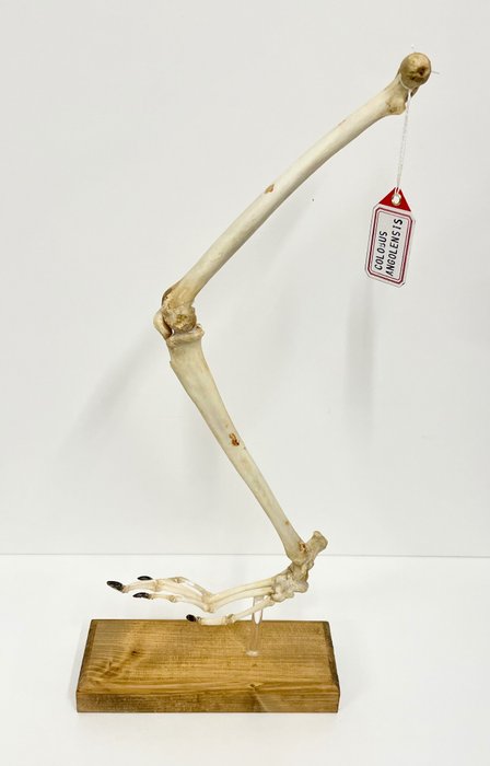 Articulação de perna Angola Colobus - Corpo inteiro embalsamado - Colobus angolensis (with legal transfer) - 46 cm - 20 cm - 7 cm - CITES Apêndice II - Anexo B na UE
