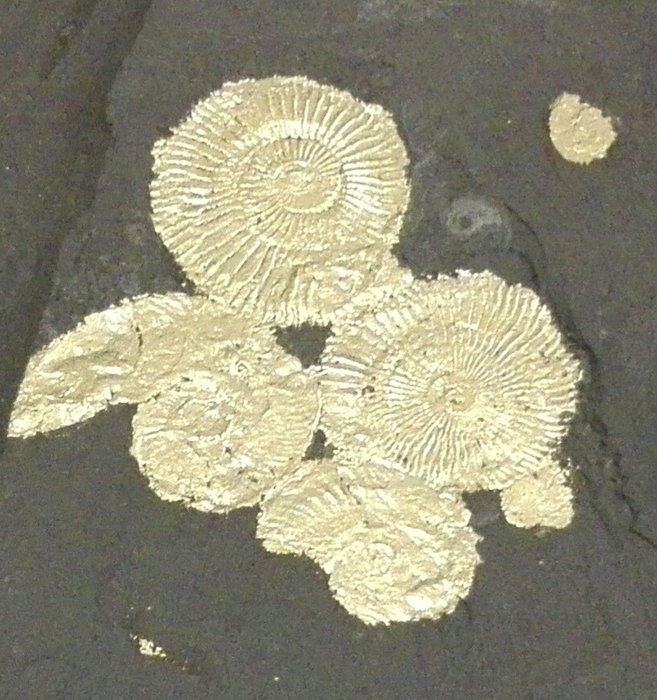 Ammonit - Forgyldte ammonitter - 1.5×13×11 cm