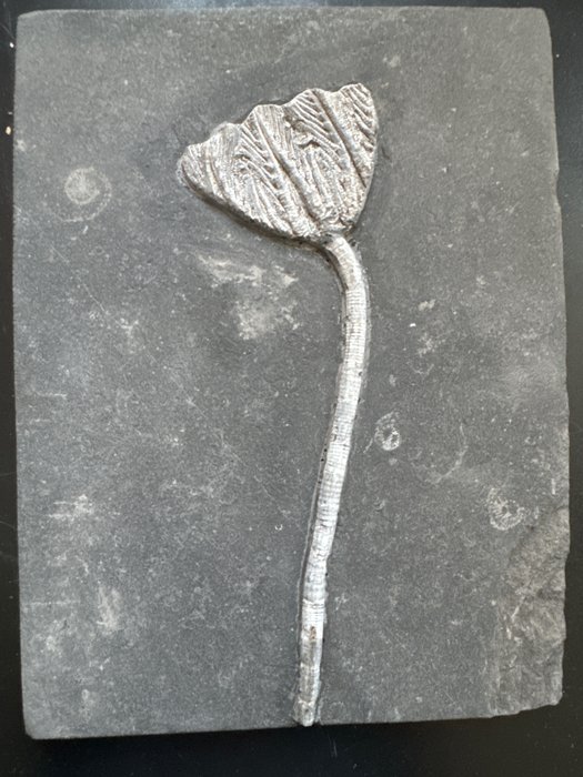 Merililja - Kivettynyt eläin - Fossile de Crinoidea＋brachiopodes - 19.6 cm - 14.8 cm