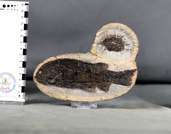结核中杰出的古生代鱼类化石 - 鳞片细节和两栖动物粪化石 - 动物化石 - Paramblypterus gelberti ( 16 cm !! ) - 16.5 cm - 12 cm