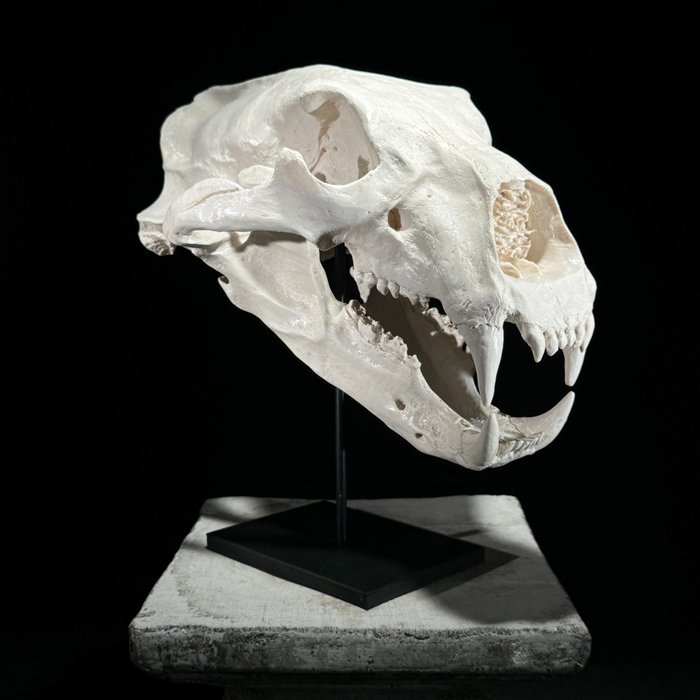Nachbildung eines Eisbärenschädels auf Ständer – Museumsqualität – Farbe: Weiß – Harz Taxidermie-Replikat-Montage - Ursus maritimus - 35 cm - 23 cm - 36 cm