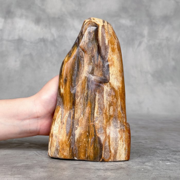 BEZ CENY REZERWOWEJ - W pełni polerowane skamieniałe drewno o dowolnym kształcie - Skamieniałe drewno - Petrified wood - 21 cm - 11 cm