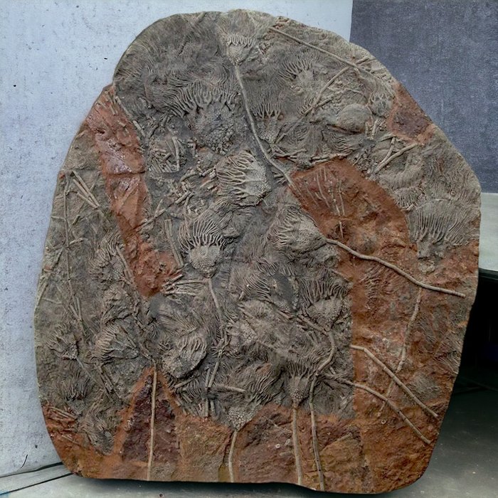Bela laje fóssil de crinóides silurianos de Boutschrafin. - Amostra fóssil com vários espécimes - Scyphocrinites elegans - 89 cm - 80 cm
