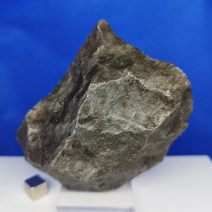 XL 铁陨石“CANYON DIABLO”（美国，50,000 年）。 来自巴林杰陨石坑。 - 859 g