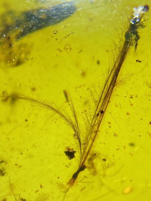 琥珀 - Dinosaur feather in amber - 31.4 mm - 19.7 mm