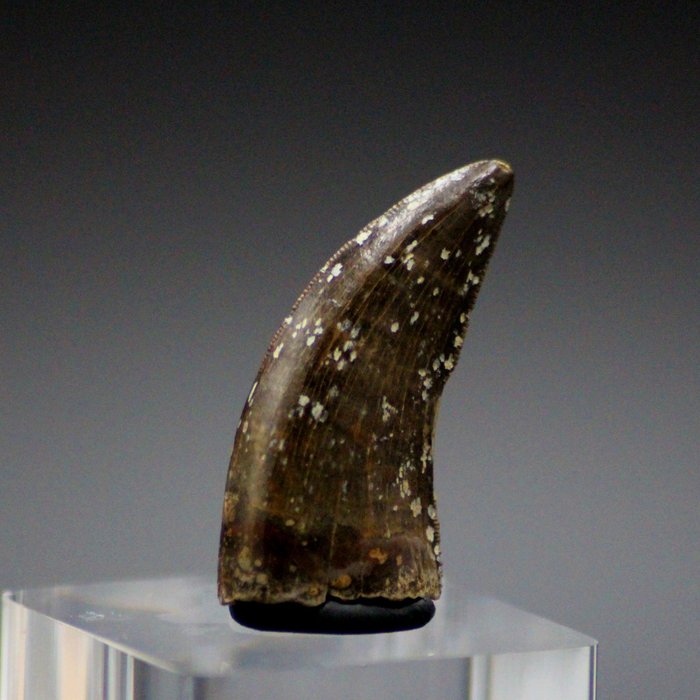 Tiranossauro Rex - Dente Fóssil - 33 mm - T-Rex - Dente fóssil - 33 mm