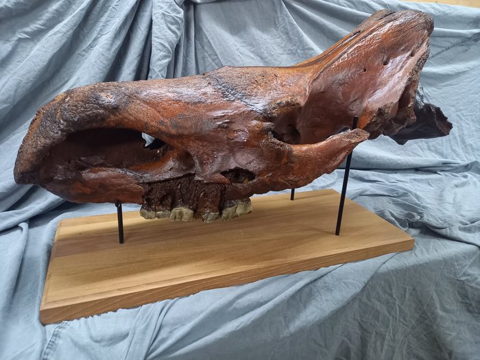 Rinocer Lănțios - Craniu fosilă - 40 cm - 35 cm