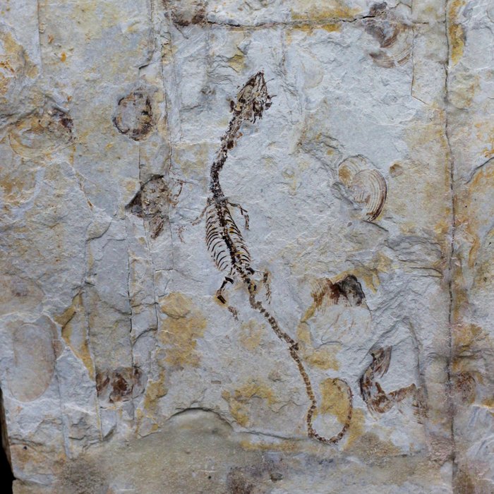 爬行动物 - 骨骼化石 - Hyphalosaurus lingyuaneasis - 24.3 cm - 19.6 cm