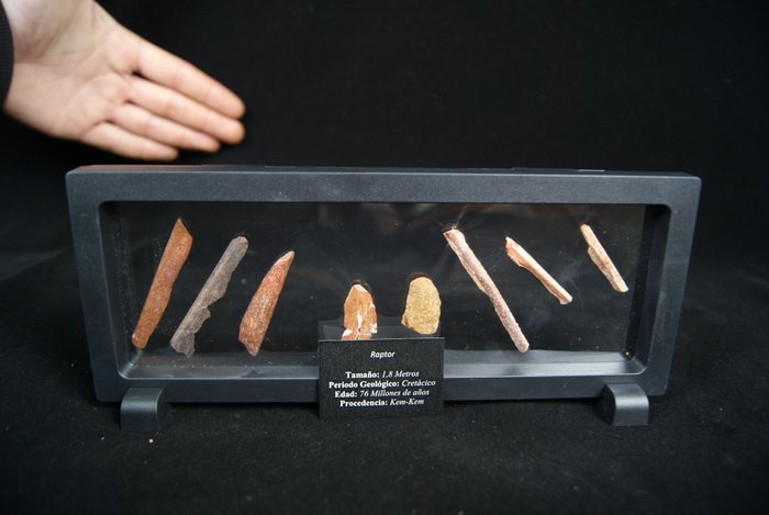 頂級稀有猛禽系列 - 骨骼化石 - Raptor valle kem kem - 23 cm  (沒有保留價)