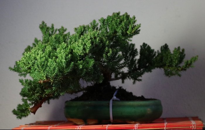 Bonsai jałowiec (juniperus) - Wysokość (drzewko): 18 cm - Głębokość (drzewko): 36 cm - Japonia