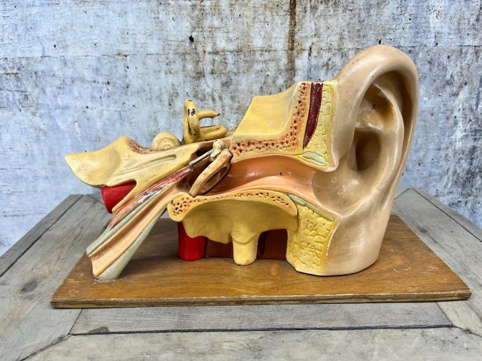 Anatomical Model - Ear - 教材 - 木, 石膏 - 1950-1960