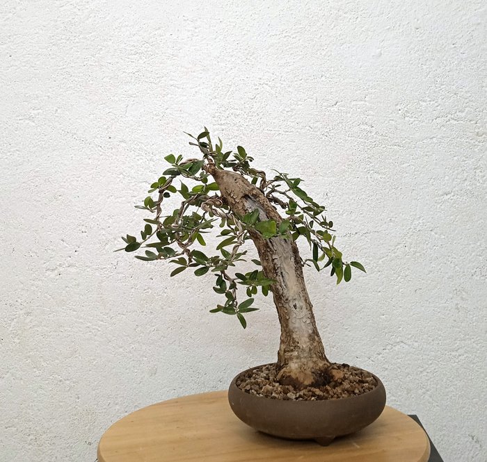 Bonsai măslin (Olea europaea) - Înălțime (Copac): 30 cm - Grosime (Copac): 25 cm - Spania