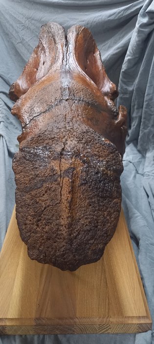 Wolharige neushoorn – Fossiele schedel – 40 cm – 35 cm