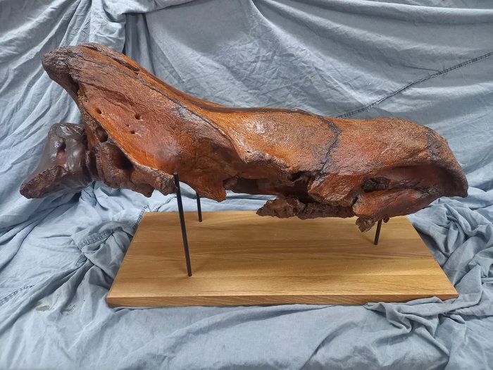 Wolharige neushoorn – Fossiele schedel – 40 cm – 35 cm