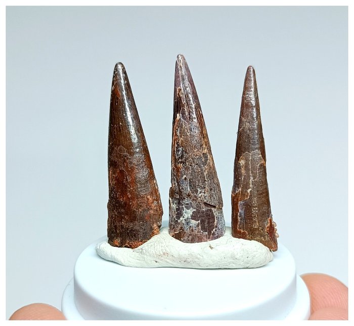 Sammlung von 3 großen, feinsten Zähnen eines Flugsauriers aus der Kreidezeit (Coloborhynchus - Fossiler Zahn