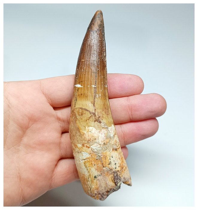 Enorme diente enraizado de dinosaurio Spinosaurus de 12 cm - Camas KemKem del Cretácico - Diente fósil