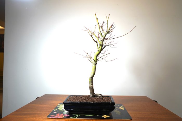 Japanese maple bonsai (Acer palmatum) - Height (Tree): 56 cm - Depth (Tree): 34 cm - Japan