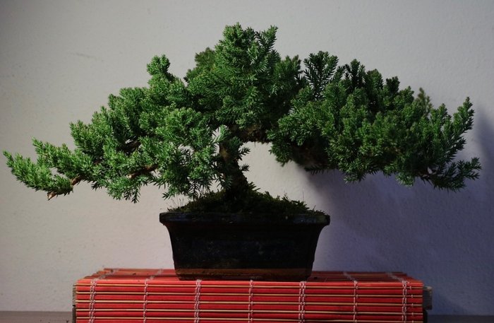 Enebærtræs bonsai (Juniperus) - Højde (Træ): 18 cm - Dybde (Træ): 48 cm - Japan