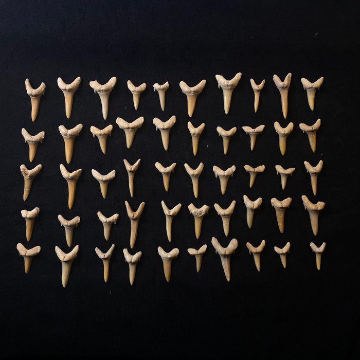 Tubarão - Dentes fósseis - Carcharias  (Sem preço de reserva)