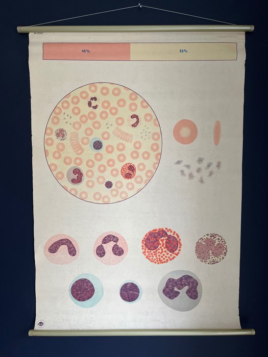 Deutsches Hygiene Museum Dresden - Cartina scolastica - 2031/1 Il sangue I composizione - Tela