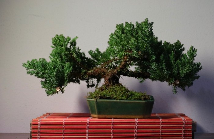 Bonsai ginepro (Juniperus) - Altezza (albero): 17 cm - Profondità (albero): 40 cm - Giappone