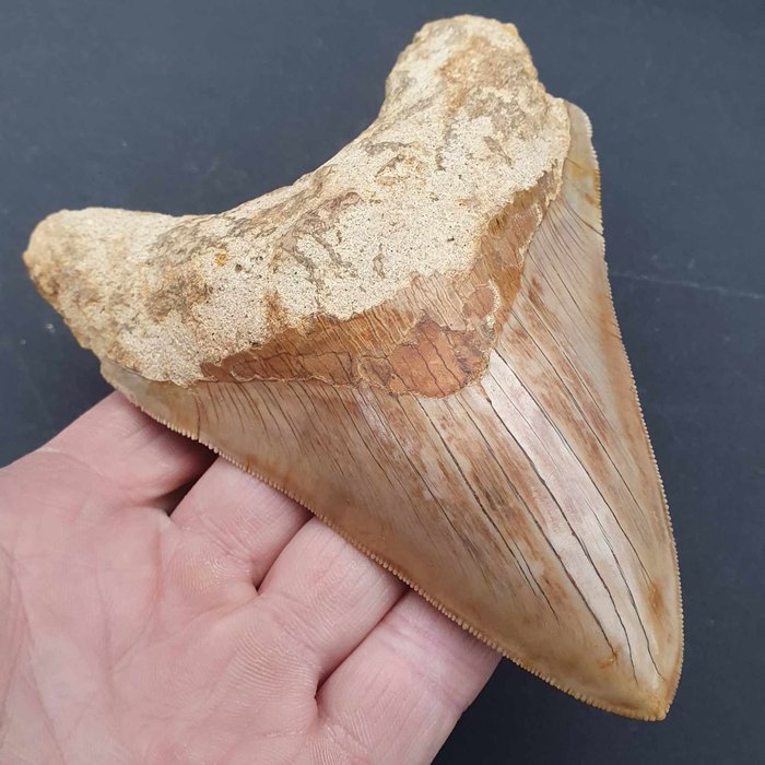 Iso Megalodon Shark - Fossiiliset hampaat - Carcharocles megalodon - 136 mm - 97 mm