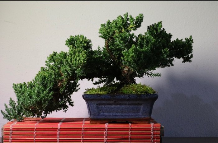 Bonsai jałowiec (juniperus) - Wysokość (drzewko): 18 cm - Głębokość (drzewko): 48 cm - Japonia