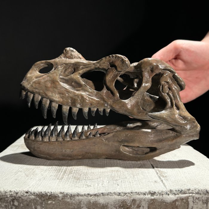 EI VARAUSHINTA - Dinosauruksen pääkallon kopio - Museolaatu - Ruskea väri - Hartsi Täytettyjen eläinten jäljennöspidike - Ceratosaurus - 13 cm - 9 cm - 20 cm