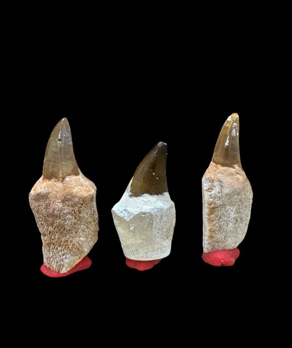 3 Dientes Conjunto de dientes - Mosassaurus - 8 cm - 4 cm - 2.5 cm -  (3)