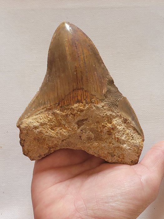 Megalodonte - Dente fossile - 11.6 cm - 9 cm