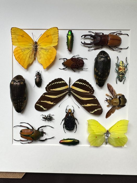 混合聖甲蟲 標本全身支架 - Scarabidae sp. - 5 cm - 25 cm - 25 cm - 非《瀕臨絕種野生動植物國際貿易公約》物種