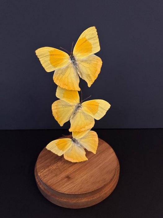 Schmetterling Taxidermie-Ganzkörpermontage - Phoebis Rurina - 27 cm - 14 cm - 14 cm - Nicht-CITES-Arten - 1
