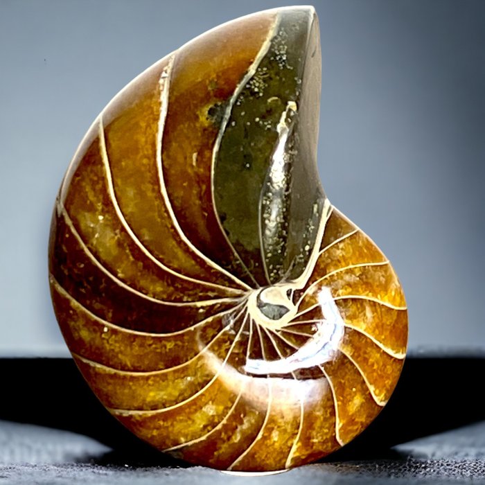 Calcite and Orange Aragonite Fossil Nautilus First Quality Selection - Height: 56 mm - Width: 44 mm- 95 g