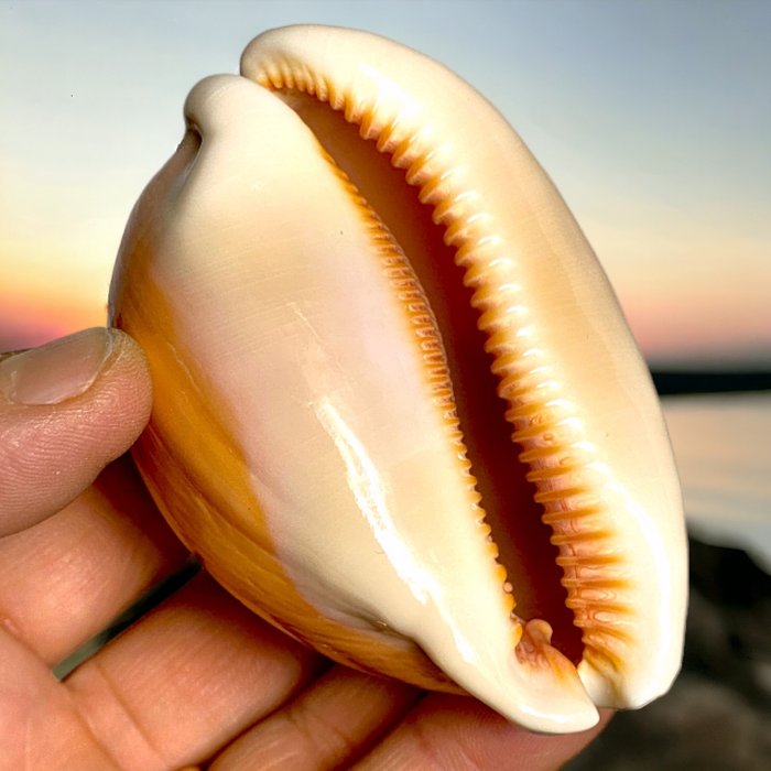 Gyűjthető Sea Shell - Tengeri kagyló Callistocypraea Aurantium (Gmelin, 1791) - Magasság: 88.5 mm - Szélesség: 60 mm- 73 g - (1)
