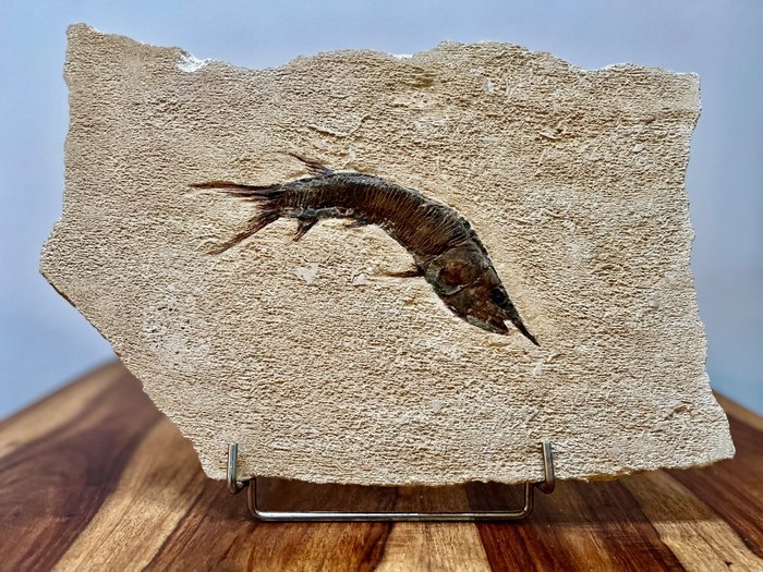 Fosszilis halak - Fosszilizálódott állat - Aspidorynchus - 30 cm - 38 cm