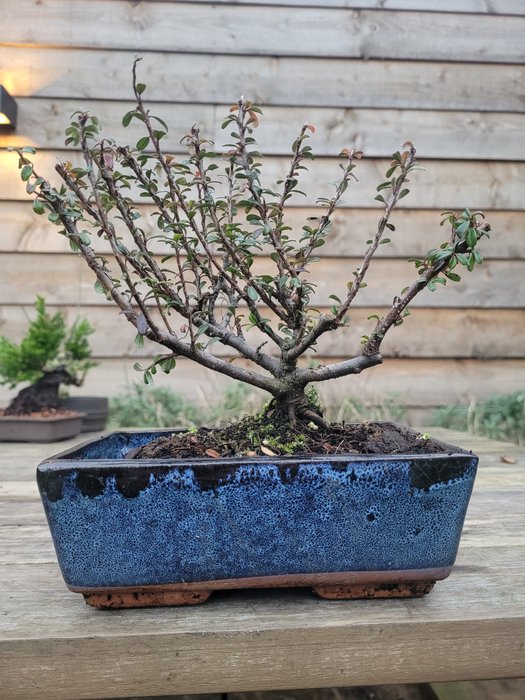 Cotoneaster bonsai - Højde (Træ): 16 cm - Dybde (Træ): 18 cm - Holland