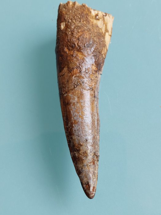 Dinosaur - Fossil tooth - Spinosaurus aegyptiacus - 8.6 cm - 2.3 cm