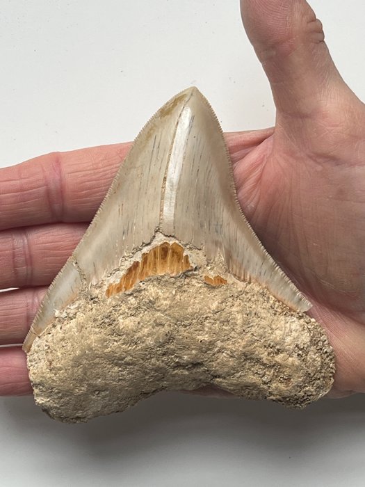 Dintele Megalodon 11,0 cm - Dinte fosilă - Carcharocles megalodon