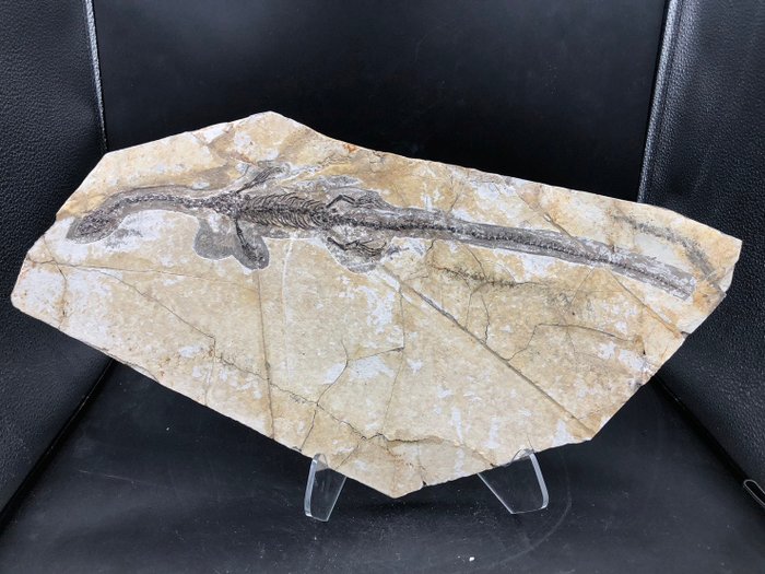 Matrice fosilă - Hyphalosaurus sp. - 54 cm - 25 cm